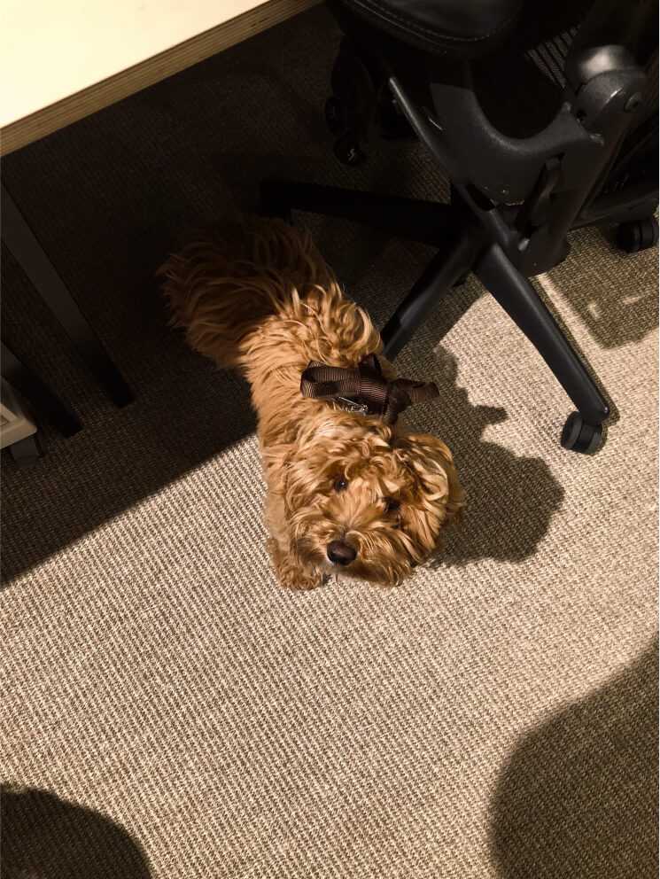 OUR OWN LITTLE FUR BALL, AKA IVO